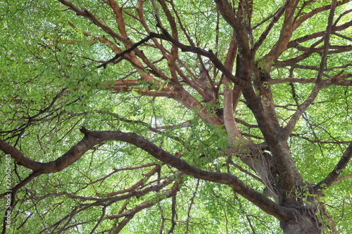 Spring Summer Sun Shining Through Canopy Of Tall Trees. Summer Nature, Sunny Day. Upper Branches Of Tree With Fresh Green Foliage. Woods Background. Greenery