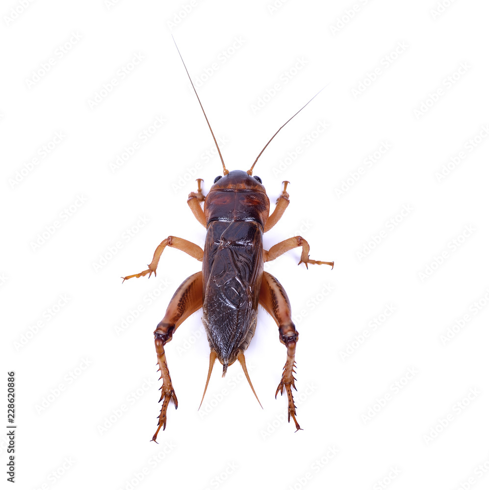Gryllidae on a white background Gryllidae on a white background