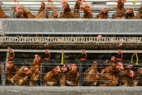 Quadro em tela (Blur some of chicken) Multilevel production line conveyor production line of chicken eggs of a poultry farm, Layer Farm housing, Agriculture technological equipment