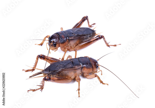 Gryllidae on a white background