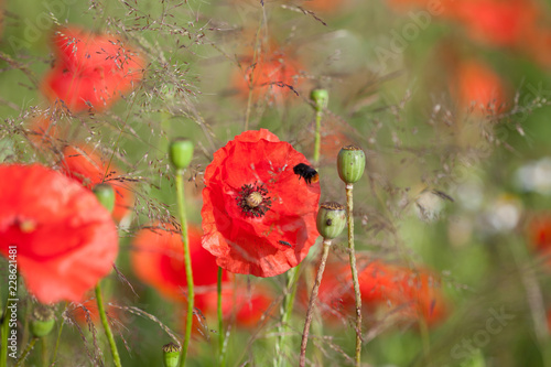 Fototapeta Naklejka Na Ścianę i Meble -  Mohnblumen