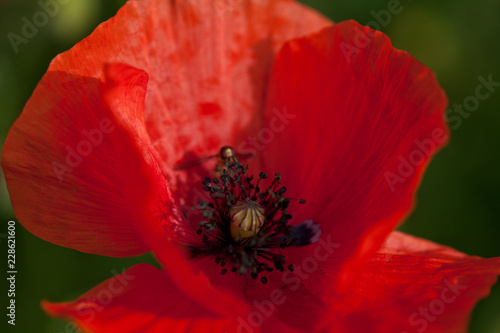 Fototapeta Naklejka Na Ścianę i Meble -  Mohnblüte