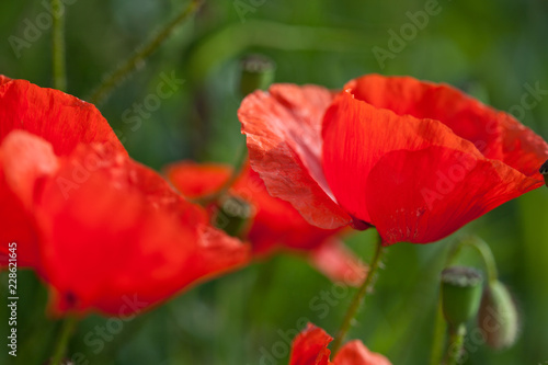 Fototapeta Naklejka Na Ścianę i Meble -  Mohnblumen