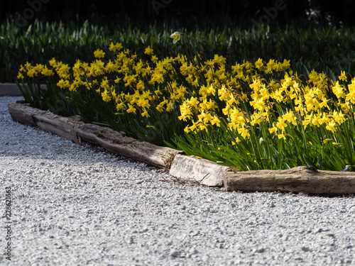 Fototapeta Naklejka Na Ścianę i Meble -  Daffodils growing on a garden bed in springtime