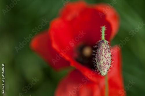 Fototapeta Naklejka Na Ścianę i Meble -  Mohnknospe