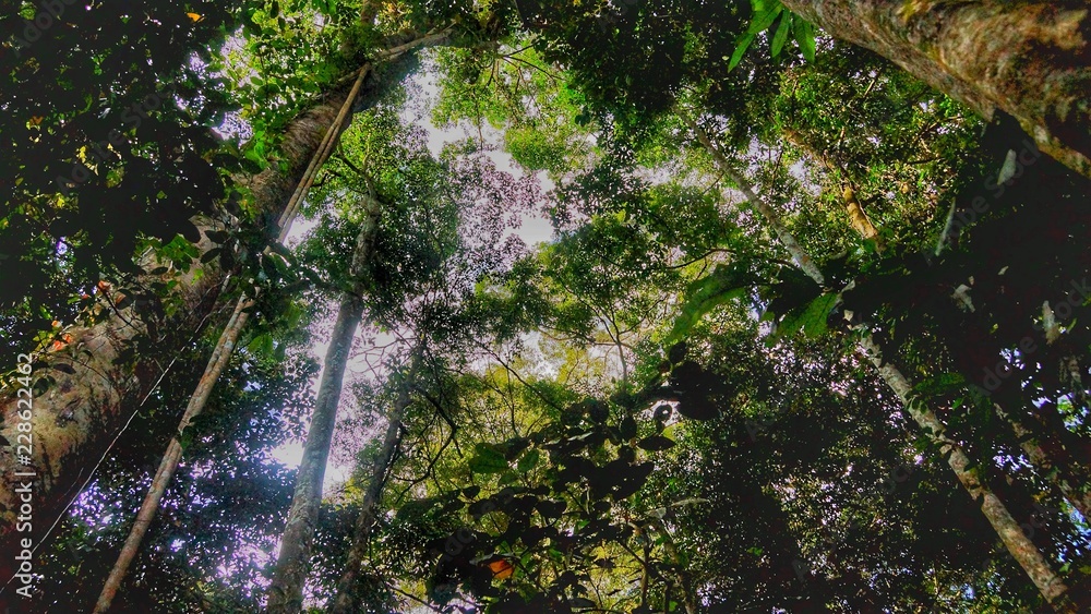 Fototapeta premium Danum Valley Borneo Virgin Rainforest