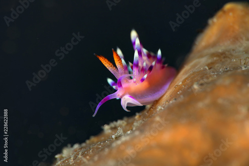 Nudibranch Coryphellina rubrolineata. Picture was taken in Lembeh strait, Indonesia
