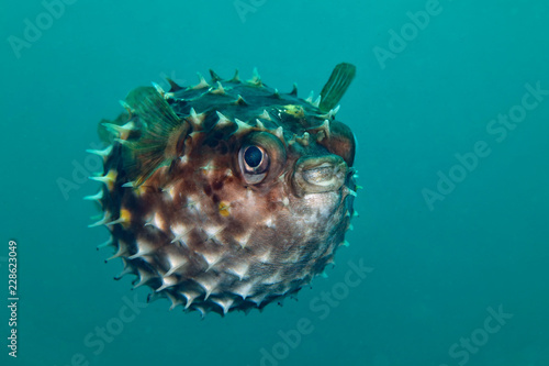Porcupinefish.  Picture was taken in Lembeh strait  Indonesia