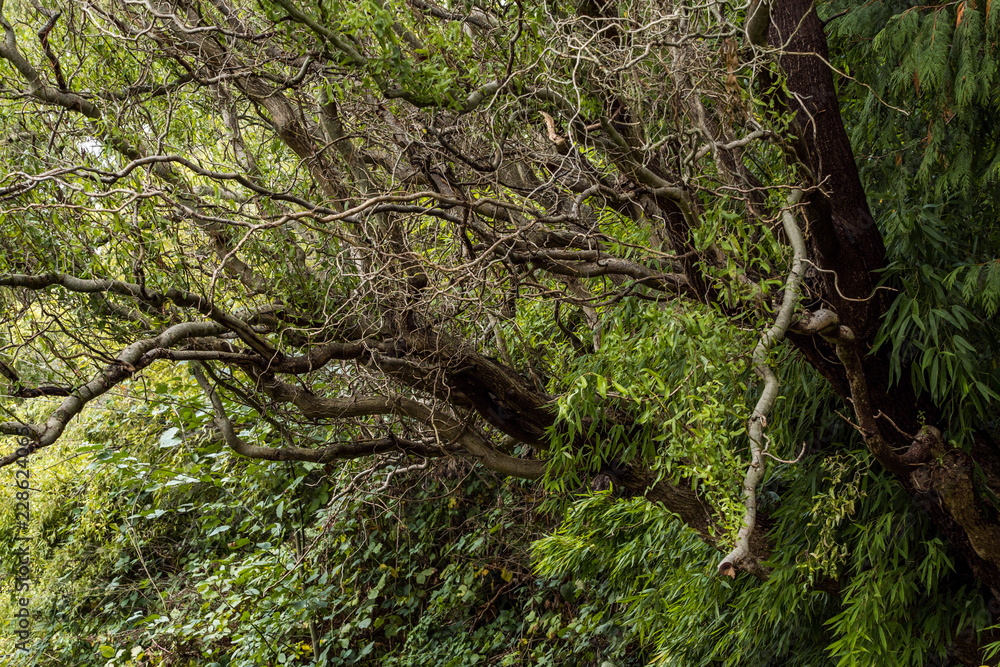 Fototapeta premium dense leafless branches extruding out of bamboo forest in the shade