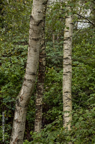 couple white tree trunks in front of the forest under the shade