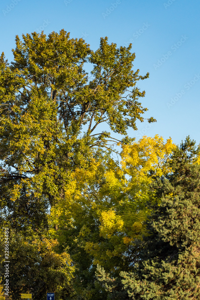 trees with various colour of green on the leaves under the blue sky