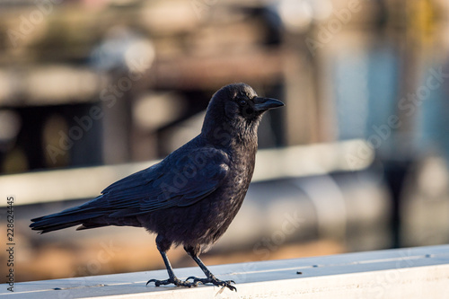 young crow standing on the metal bar bathing under the morning sun © Yi
