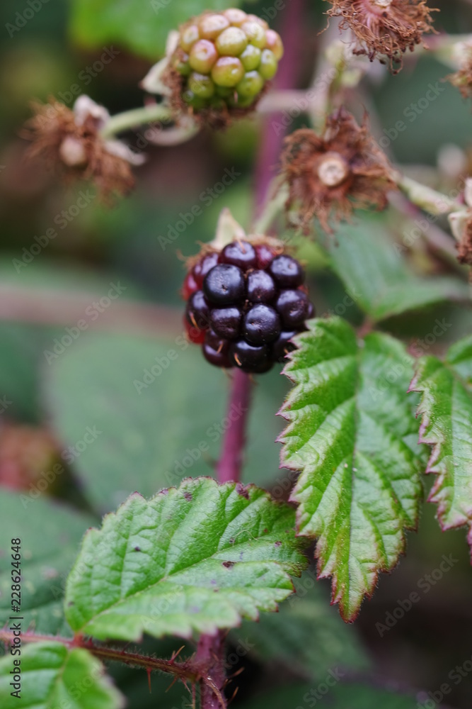Wild blackberries close up Wild blackberries close up