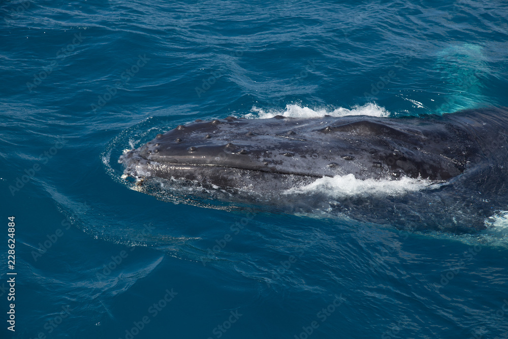 Naklejka premium humpback whale