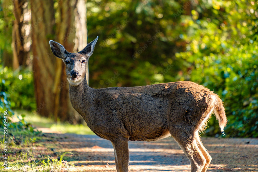 close up of a female deer looking at your way while chewing some grasses in the morning close up of a female deer looking at your way while chewing some grasses in the morning