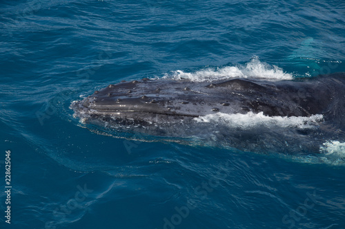 whale in Hervey Bay
