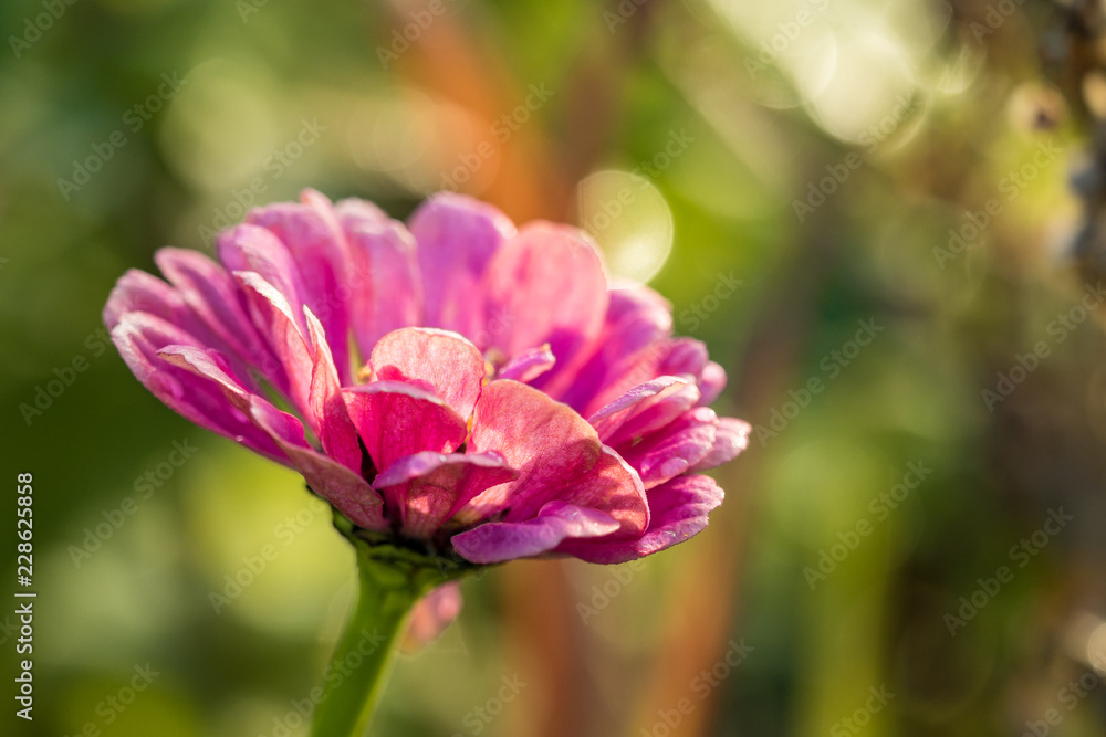 beautiful pink flowers in the garden blossom under the sun beautiful pink flowers in the garden blossom under the sun