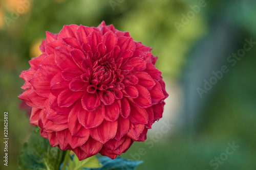 beautiful red flowers in the garden with green background