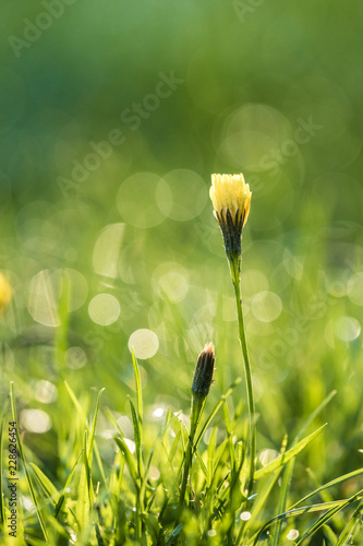 tiny yellow flowers on the green grass field with water dew back lit by the sun