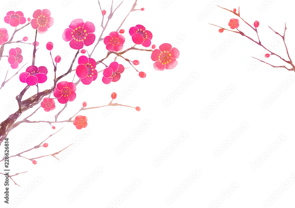 梅の花 寒中見舞い 年賀状 背景 水彩 イラスト Illyustraciya Stock Adobe Stock