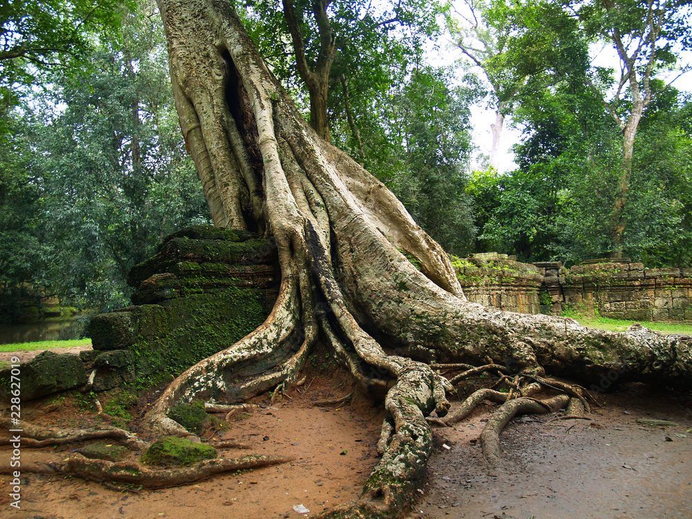 Trees and roots growing in the middle of wall and temple in Angkor wat ,archaeologic park ,Cambodia	