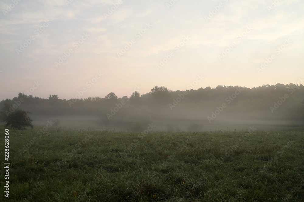 Forest in morning fog