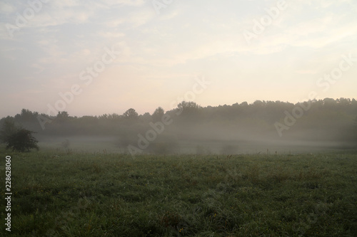 Forest in morning fog