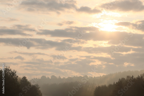 Forest in morning fog