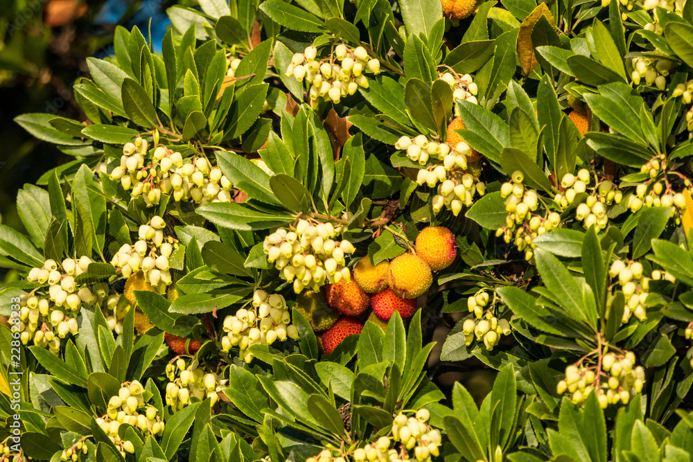 arbutus tree with white flowers and red and orange fruits under the sun