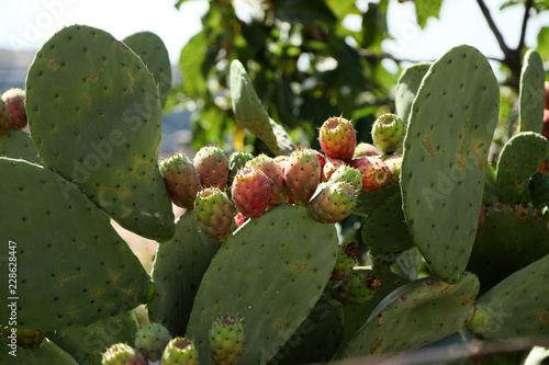 Prickly pear cactus