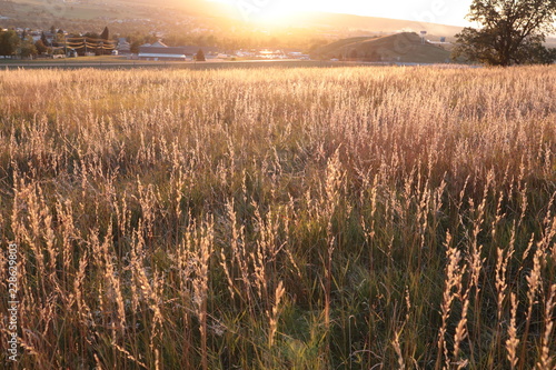 sunset and grass