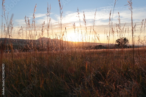 sunset and grass