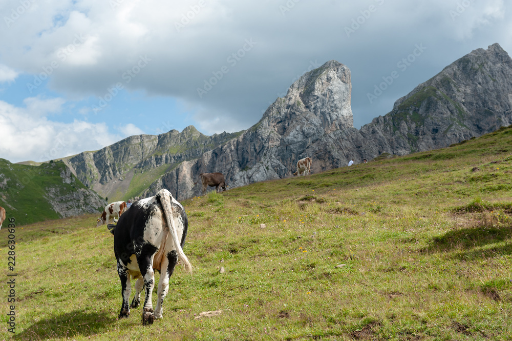 A group of Swiss red white cows, grazing in a meadow in the Italian Dolomites. The Dolomites are part of the Italian Alps, seen here on a summer afternoon. Image taken near the Giau Pass A group of Swiss red white cows, grazing in a meadow in the Italian Dolomites. The Dolomites are part of the Italian Alps, seen here on a summer afternoon. Image taken near the Giau Pass