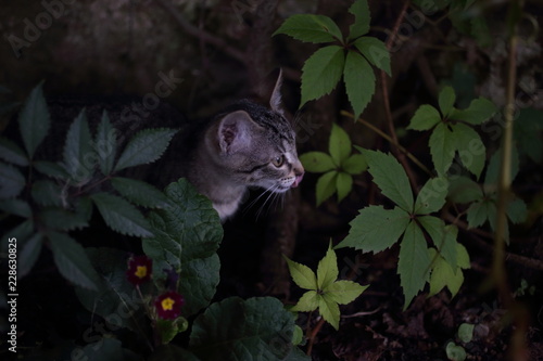 cat playing in the garden in the grrass photo