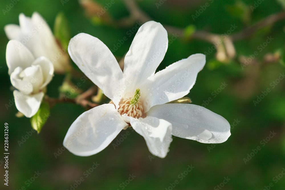Fototapeta premium Blooming white Magnolia in the garden in the spring.