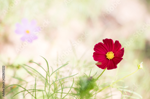 Cosmos flowers blooming in the garden.Pink and red cosmos flowers garden  soft focus and look in blue color tone.Cosmos flowers blooming in Field.