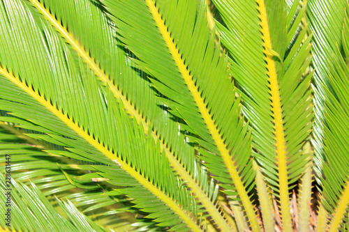 green cycas tree leaves