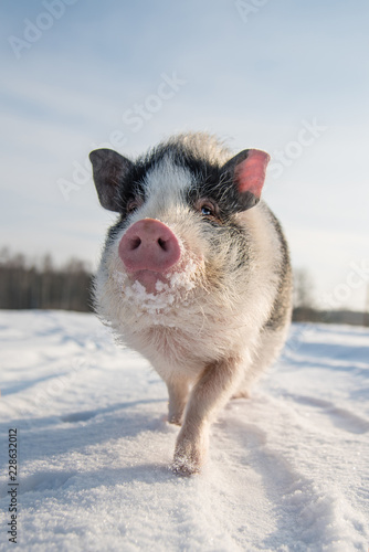 Mini świnia na spacerze zimą