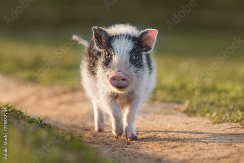 Mini pig walking outdoors in summer