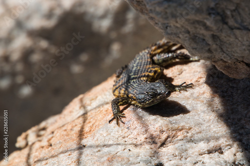 Cape Girdled Lizard  Cordylids  sitting on a rock close up of it facing the camera. Dark colored animal with very rough scales.