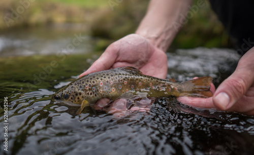 Brown trout (Salmo Trutta Fario) with wonderful pattern with red dots and yellow belly caught while fly fishing in a small creek high in the Swiss Alps on the dry fly