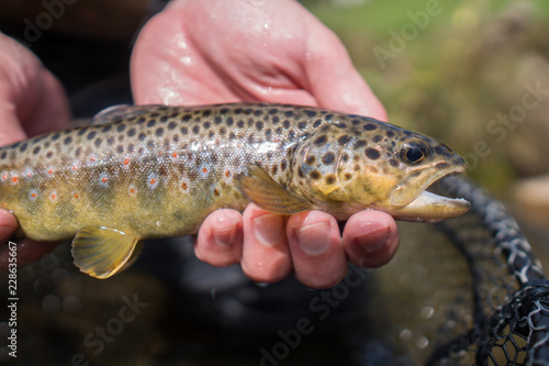 Brown trout (Salmo Trutta Fario) with wonderful pattern with red dots and yellow belly caught while fly fishing in a small creek high in the Swiss Alps on the dry fly