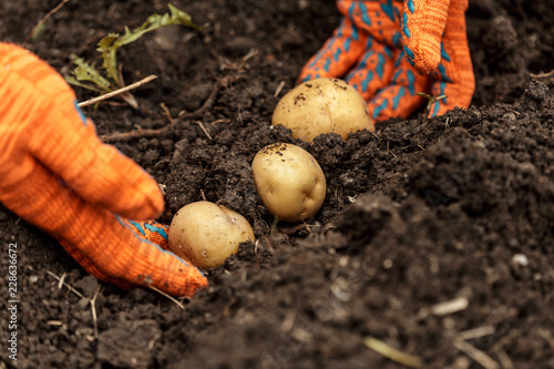 Fototapeta Naklejka Na Ścianę i Meble -  Potatoes in hands on soil background