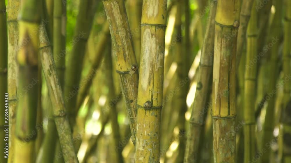Green stem of bamboo in jungle forest. Close up green trunk of sugar cane tree in tropical rainforest. Green stem of bamboo in jungle forest. Close up green trunk of sugar cane tree in tropical rainforest.