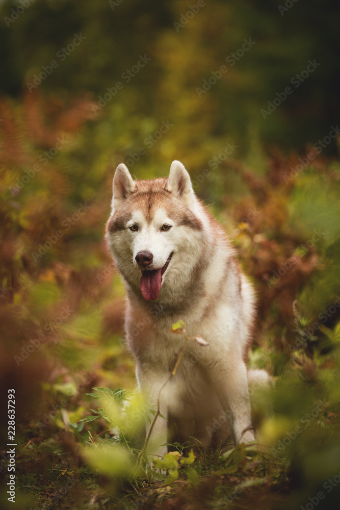 Portrait of attentive Beige Siberian Husky in fall season on a forest background. Image of husky dog in autumn