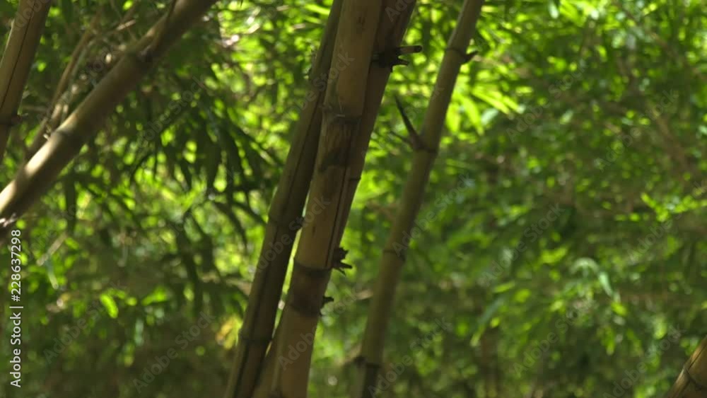 Green bamboo stem and foliage in jungle forest. Close up green leaves and trunk of sugar bamboo tree in tropical rainforest. Green bamboo stem and foliage in jungle forest. Close up green leaves and trunk of sugar bamboo tree in tropical rainforest.