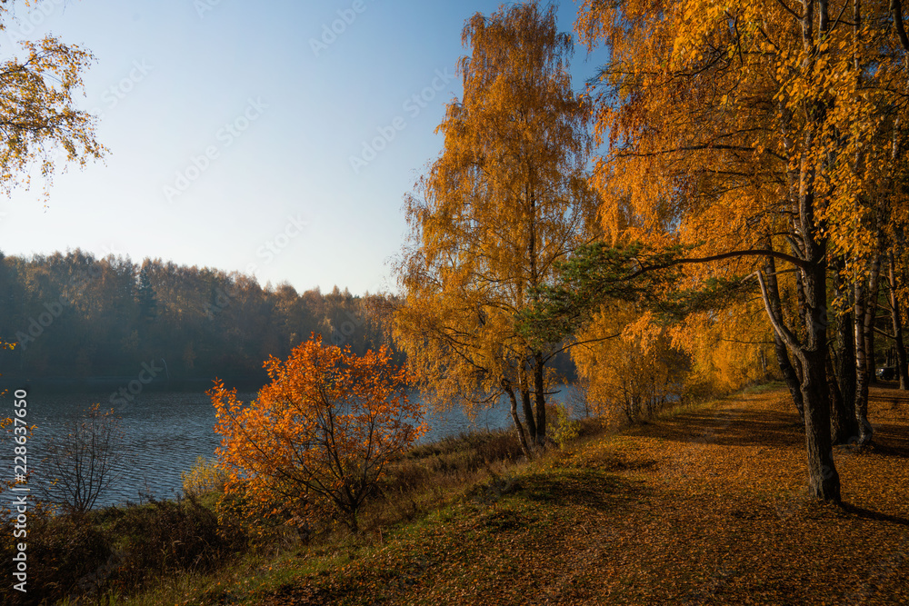 Fototapeta premium autumn landscape with trees and blue sky