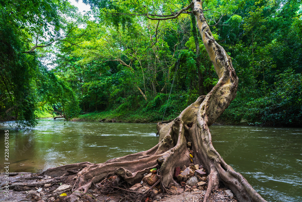 Fototapeta premium Large tree trunk and roots near river in green forest