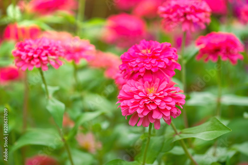 Pink Zinnia flower  Zinnia violacea Cav. 