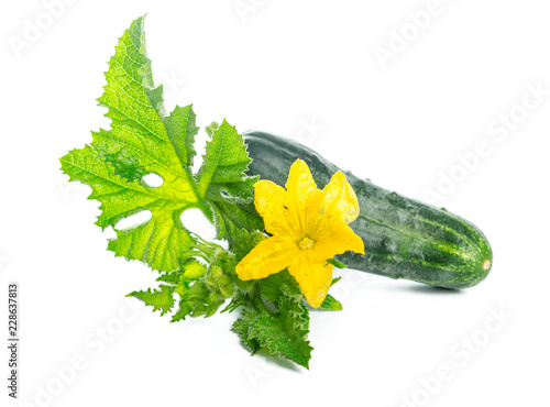 cucumber with leaf and flower natural vegetables organic food isolated on white background
